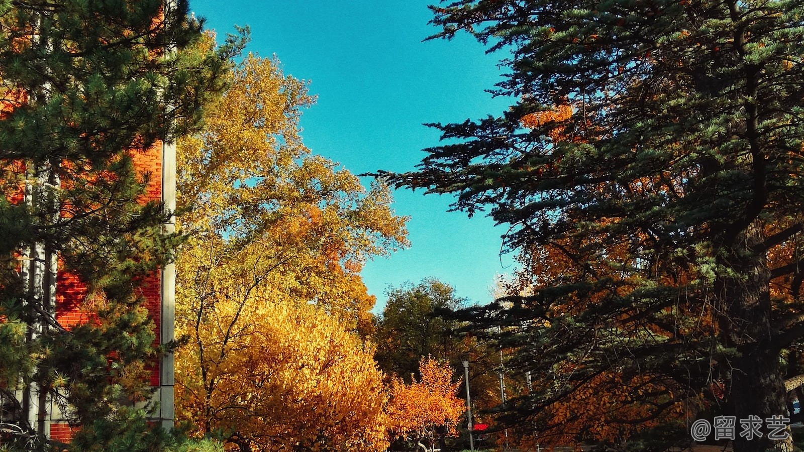 埃塞克斯大学是院校吗