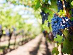 新西兰葡萄栽培和酿酒专业有哪些院校值得推荐