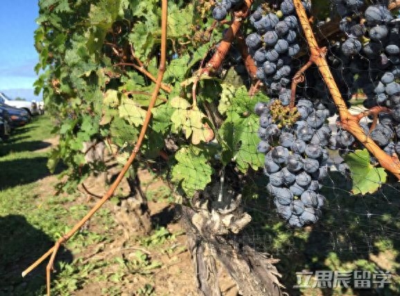 加拿大预科读几年,加拿大留学读预科的时长介绍(图1)