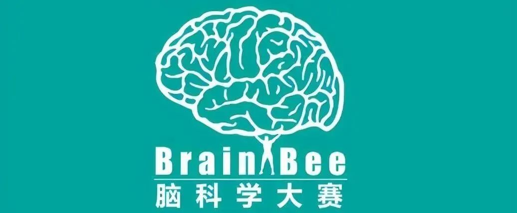 零基础可参加的Brainbee竞赛含金量高吗?Brainbee竞赛报名方式及培训介绍 零基础可参加的Brainbee竞赛含金量高吗?Brainbee竞赛报名方式及培训介绍