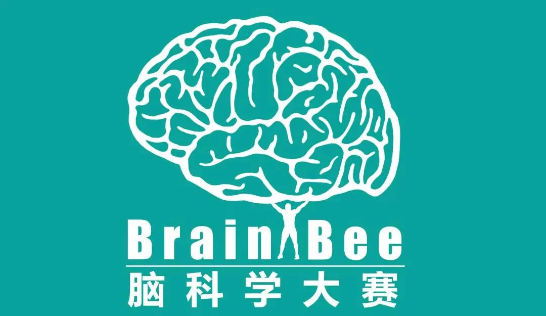 零基础也能挑战的生物竞赛——Brainbee脑科学大赛!一文搞懂~ 零基础也能挑战的生物竞赛——Brainbee脑科学大赛!一文搞懂~