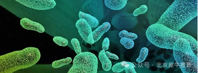 全球顶尖名校青睐的生物竞赛顶流USABO,到底怎么拿金奖? 全球顶尖名校青睐的生物竞赛顶流USABO,到底怎么拿金奖?