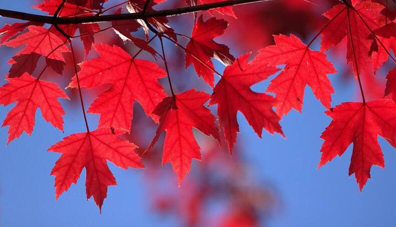 为了孩子的教育,董事长一家移民加拿大 为了孩子的教育,董事长一家移民加拿大