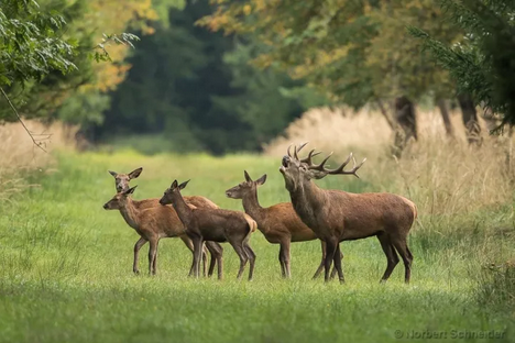 给你10座德国最美森林，无论是海滩森林还是冰与火之歌的雾林全部在内！
