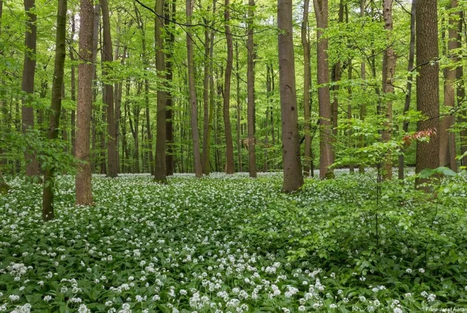给你10座德国最美森林，无论是海滩森林还是冰与火之歌的雾林全部在内！