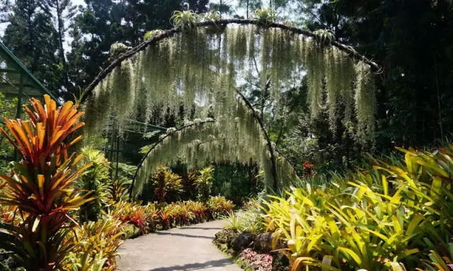 新加坡的立体绿化居然这么奇妙！