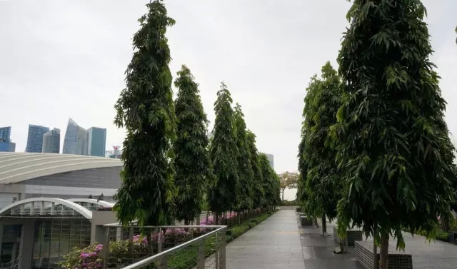 新加坡的立体绿化居然这么奇妙！