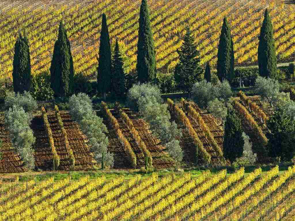 为了实现自己的葡萄酒产区，移民法国