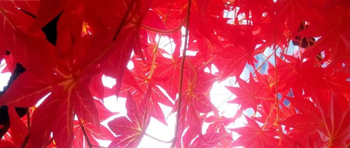 1595906911929726.jpg 加拿大阿尔伯塔雇主担保项目,同步解决就业和移民!