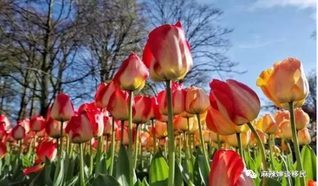 不是明星、艺术家、运动员！也可考虑加拿大自雇移民！